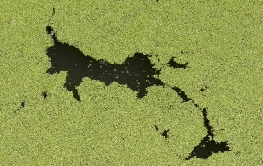 algae-BastardAsh auf Pixabay .jpg